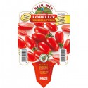 Lobello datterino tomato