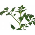 Pomidor Cuore Ligure liście Cuoresisto