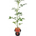 Heart Ligurian Tomato Cuoresisto flowerpot 10 cm