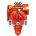 Pomidor liguryjski sercowy Cuoresisto
