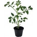 Maceta tomate Yup ex Camone 10cm