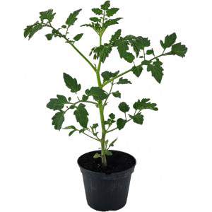 Maceta tomate Yup ex Camone 10cm