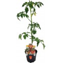 Tomato Yup ex Camone flowerpot 10 cm