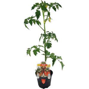 Tomato Yup ex Camone flowerpot 10cm