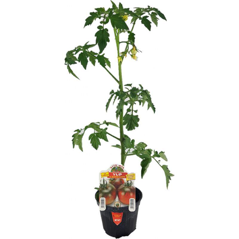 Maceta tomate Yup ex Camone 10cm