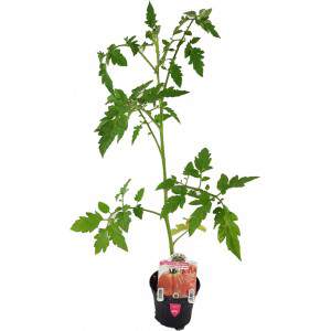 Tomate Rosamunda, coração rosa da Ligúria, vaso de 10 cm