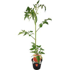 Maceta Tomate Gigante Big Beef 10cm