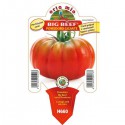 Gros boeuf géant de tomate