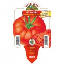 Okrągły pomidor EVA na sałatkę