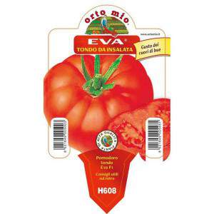 Rodada de salada EVA de tomate