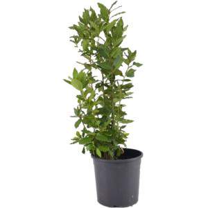 Laurel nobilis flowerpot