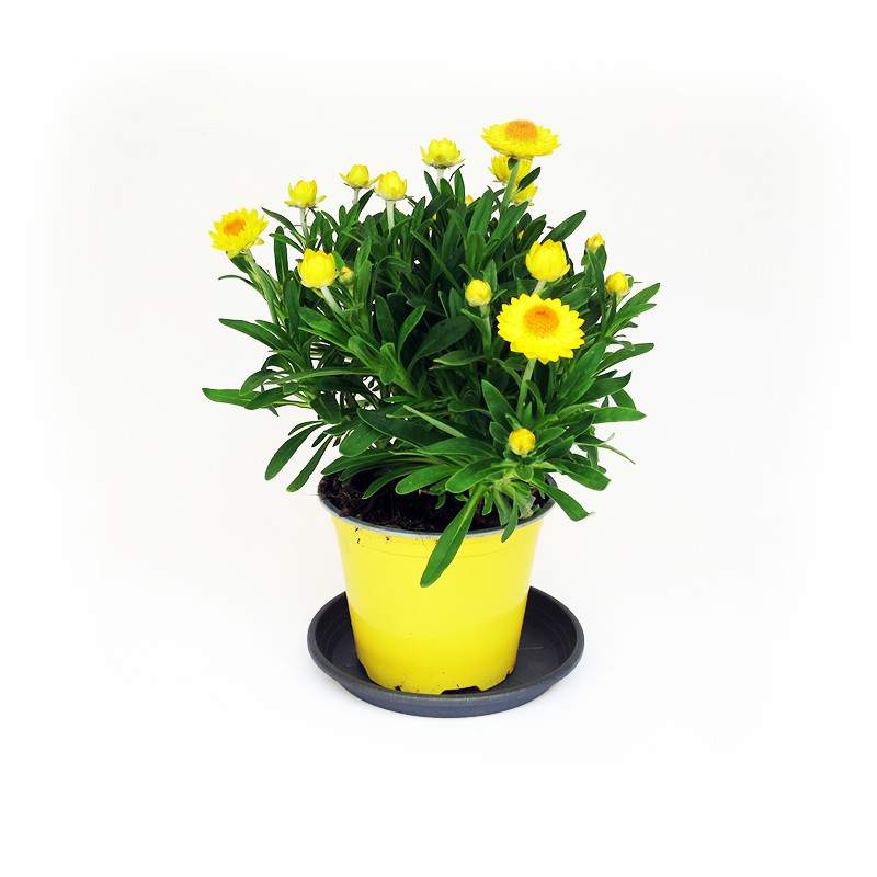 planta hojas verdes y flores amarillas