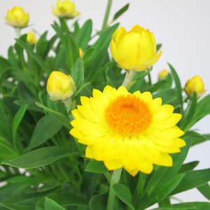 große gelbe Blüten
