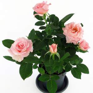 pink roses and green leaves
