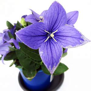 blaue Blüten und hellgelbe Pistis
