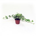 plant ivy