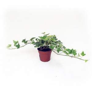 HEDERA-VASE 9CM