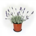 lavender plant light sprigs