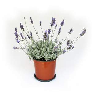 LAVANDA VASO 18CM