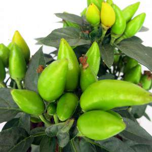 frutas de color verde claro