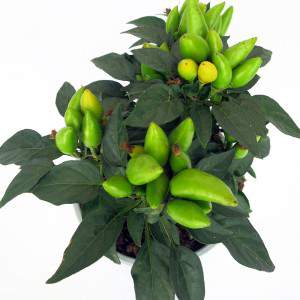 dark green leaves and light green fruits