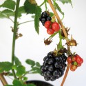 große süße Brombeeren