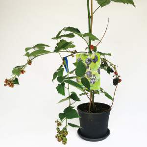 planta frutinhas de amora gigante