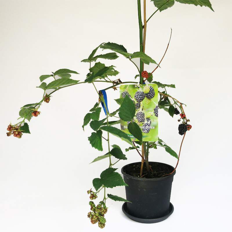 Pflanze riesige Brombeerbeeren Pflanze riesige Brombeerbeeren