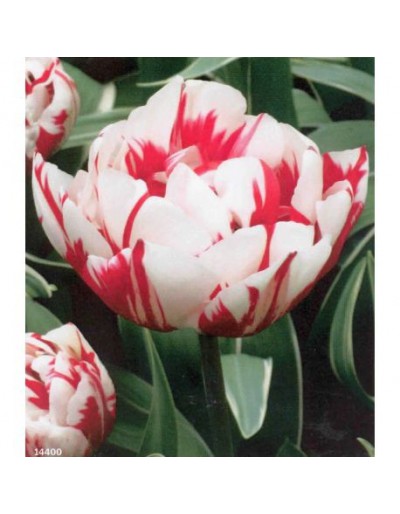 Bonito aroma TULIPAN BULB Carnival