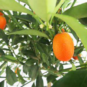 mandarines d’orange et feuilles vertes