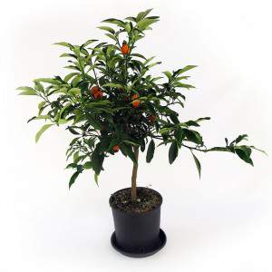 kumquat mandarino cinese