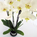 Flores de orquídea branca