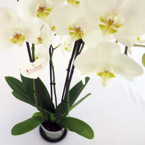Flores de orquídeas blancas