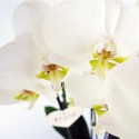 Phalaenopsis brancas
