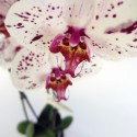Phalaenopsis morada y blanca