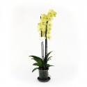 Planta de orquídeas amarelas