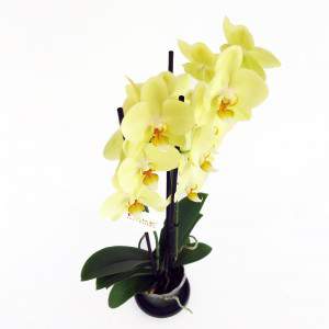 Flores de orquídeas amarillas