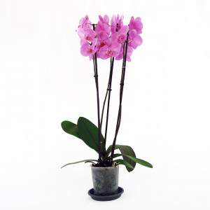 Planta de orquídea lila