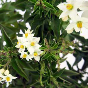flores blancas con pistilos amarillos