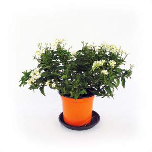 Fleurs blanches jasminoïdes de plante de Solanum