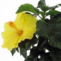 Żółty wazon na rośliny hibiskusa 14 cm