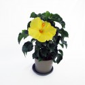 Planta de hibisco amarillo