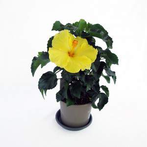 Yellow hibiscus plant