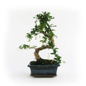 Maceta bonsai Carmona 15cm