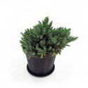 Juniperus plant