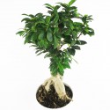Ginseng ficus vase 21cm roots