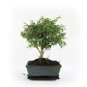 BONSAI SERISSA FOETIDA VARIEGATA VASO 15CM