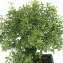 Evergreen serissa bonsai