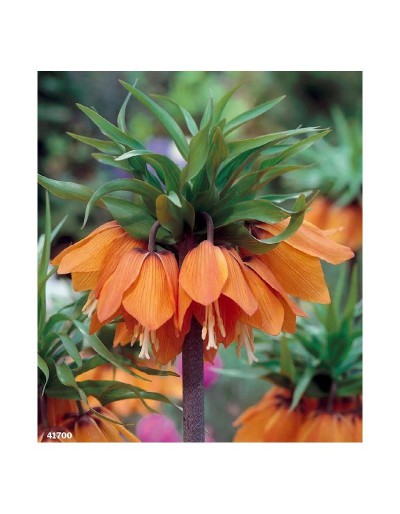 Fritillaria Imperialis Aurora 1 glödlampa