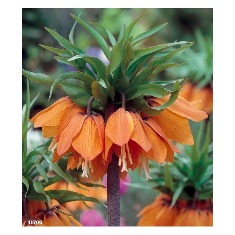 Fritillaria Imperialis Aurora 1 bulbo